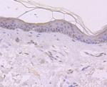 EGF Antibody in Immunohistochemistry (Paraffin) (IHC (P))