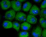 CXCR3 Antibody in Immunocytochemistry (ICC/IF)