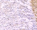 Calretinin Antibody in Immunohistochemistry (Paraffin) (IHC (P))