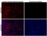 Calretinin Antibody in Immunohistochemistry (Paraffin) (IHC (P))