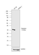 Calretinin Antibody in Western Blot (WB)