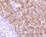 MMP3 Antibody in Immunohistochemistry (Paraffin) (IHC (P))