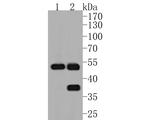 MMP3 Antibody in Western Blot (WB)