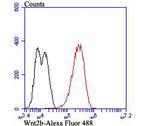 WNT2B Antibody in Flow Cytometry (Flow)