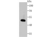 WNT2B Antibody in Western Blot (WB)