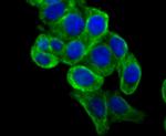 ApoA2 Antibody in Immunocytochemistry (ICC/IF)