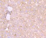 ApoA2 Antibody in Immunohistochemistry (Paraffin) (IHC (P))