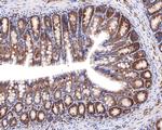 ApoA2 Antibody in Immunohistochemistry (Paraffin) (IHC (P))