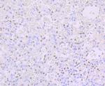 Phospho-CREB (Ser133) Antibody in Immunohistochemistry (Paraffin) (IHC (P))