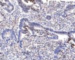 Phospho-CREB (Ser133) Antibody in Immunohistochemistry (Paraffin) (IHC (P))