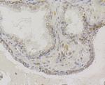 VAMP1 Antibody in Immunohistochemistry (Paraffin) (IHC (P))