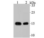 VAMP1 Antibody in Western Blot (WB)