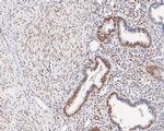 GTF2F2 Antibody in Immunohistochemistry (Paraffin) (IHC (P))