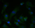 PGD Antibody in Immunocytochemistry (ICC/IF)