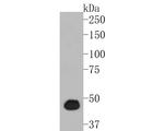 PGD Antibody in Western Blot (WB)