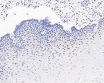 EXOSC7 Antibody in Immunohistochemistry (Paraffin) (IHC (P))