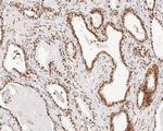 EXOSC7 Antibody in Immunohistochemistry (Paraffin) (IHC (P))