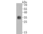 EXOSC7 Antibody in Western Blot (WB)