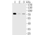 TRMT2A Antibody in Western Blot (WB)