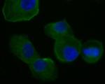 FADS1 Antibody in Immunocytochemistry (ICC/IF)