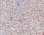 GATAD2A Antibody in Immunohistochemistry (Paraffin) (IHC (P))