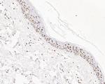 GATAD2A Antibody in Immunohistochemistry (Paraffin) (IHC (P))