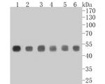 CtBP2 Antibody in Western Blot (WB)