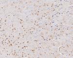 QKI Antibody in Immunohistochemistry (Paraffin) (IHC (P))