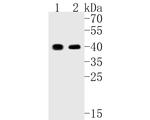 QKI Antibody in Western Blot (WB)