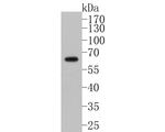 PAK1 Antibody in Western Blot (WB)