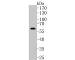 EIF2A Antibody in Western Blot (WB)