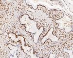 WDR4 Antibody in Immunohistochemistry (Paraffin) (IHC (P))