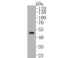 WDR4 Antibody in Western Blot (WB)