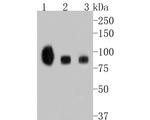 TrkB Antibody in Western Blot (WB)