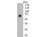 Oct-2 Antibody in Western Blot (WB)