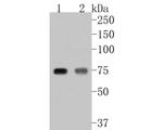 ACSL4 Antibody in Western Blot (WB)