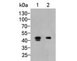 MICA Antibody in Western Blot (WB)