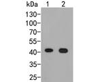 ARL13B Antibody in Western Blot (WB)