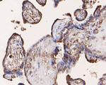 IREB2 Antibody in Immunohistochemistry (Paraffin) (IHC (P))