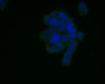 AGTR1 Antibody in Immunocytochemistry (ICC/IF)