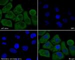 p47phox Antibody in Immunocytochemistry (ICC/IF)