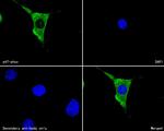 p47phox Antibody in Immunocytochemistry (ICC/IF)