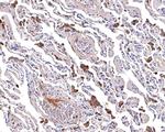 p47phox Antibody in Immunohistochemistry (Paraffin) (IHC (P))