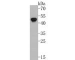 p47phox Antibody in Western Blot (WB)