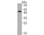 p47phox Antibody in Western Blot (WB)