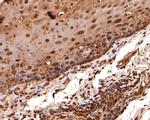 eIF6 Antibody in Immunohistochemistry (Paraffin) (IHC (P))