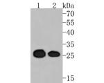 eIF6 Antibody in Western Blot (WB)