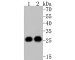 eIF6 Antibody in Western Blot (WB)