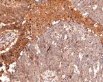 eIF6 Antibody in Immunohistochemistry (Paraffin) (IHC (P))