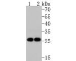 eIF6 Antibody in Western Blot (WB)